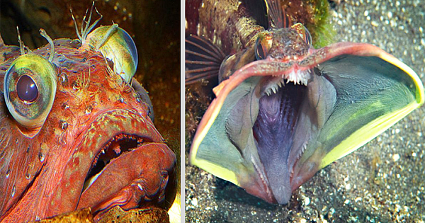This Hot-Tempered Sea Fish Has a Wider Mouth Than Body (Pics & Video)