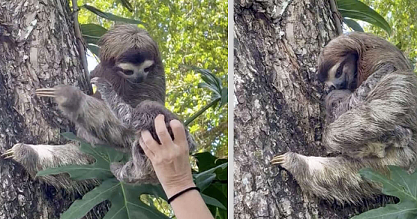 Touching Moment When A Mother Sloth Is Reunited With Her Baby Who Fell Out Of Tree (Video)