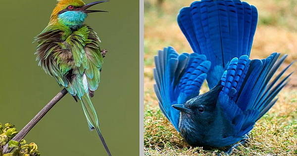 16 Unique Birds That Can Stun You With Their Beauty (Pics & Video)
