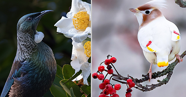 18 Beautiful Bird Photos And Videos From Around The World 