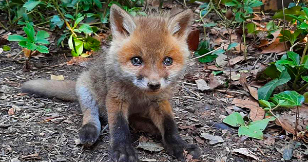 Adorable Baby Fox Found Alone 'Crying' Was Rescued And Reunited With Its Mom