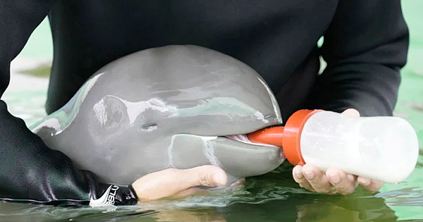 Sick, Endangered Irrawaddy Dolphin Calf Improves With Tube-Fed Milk And Lots Of Helping Hands