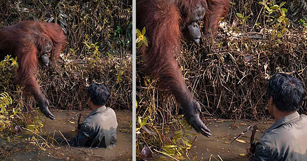 The Cuddly Orangutan Offers A Helping Hand To The Man Stuck In Mud