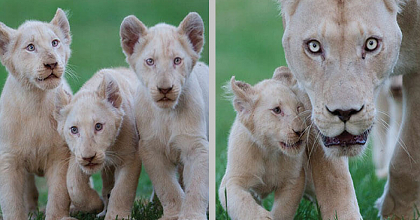 These Baby White Lions Step Outside For The First Time, And Their Reactions Are Priceless