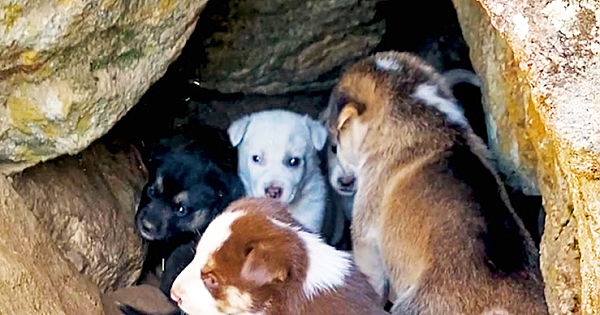 Woman Rescues 10 Tiny Puppies From A Rock Cave (Video)