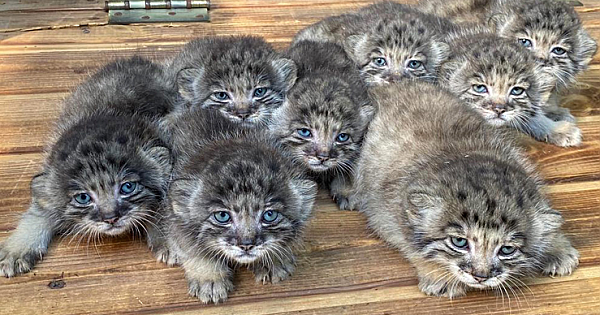 16 Adorable Wild Cats Born In Siberian Zoo