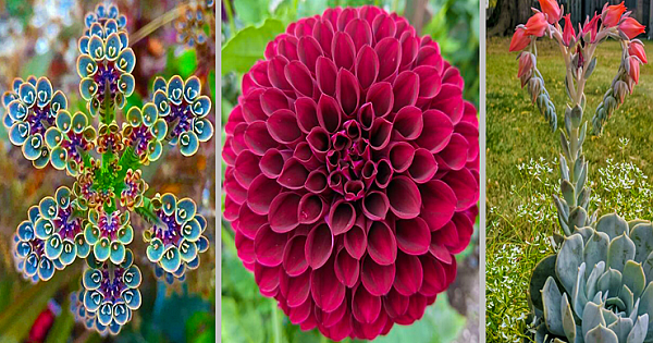 16 Pretty Images Of Nature That Are Perfect Examples Of Geometrical Symmetry