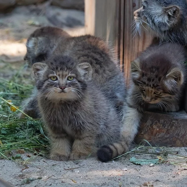 16 Adorable Wild Cats Born In Siberian Zoo