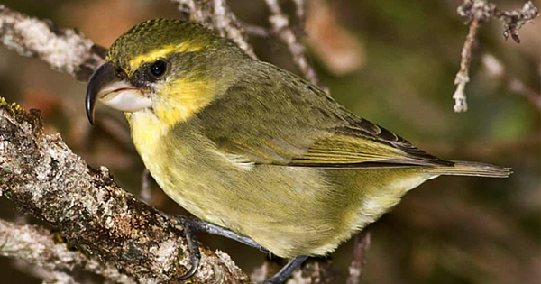 Critically Endangered Bird Believed Dead Spotted Alive in Hawaiian Islands