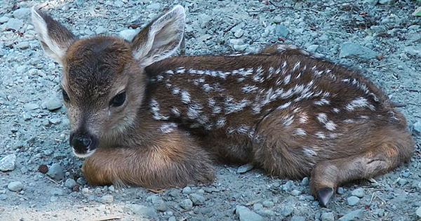 Lost Baby Deer Mistakes Man For Her Mother And Warms Hearts (Pics & Video)