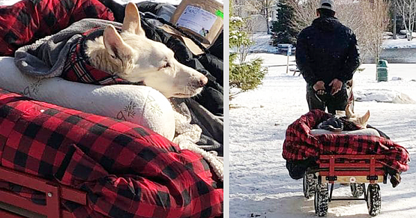 Man Takes His Paralyzed Dog For A Stroll In A Wagon Every Day, Says She'd Do The Same For Him