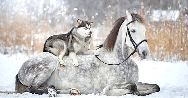 Stunning Snowy Photos Show Unbreakable Bond Between Horse And Alaskan Malamute ( Pics)