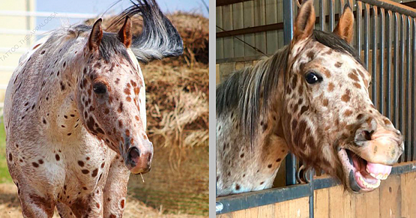 Meet Tattoo, The Stunning Appaloosa Horse With A Unique 'Leopard Spotted' Coat (10 Pics & Video)