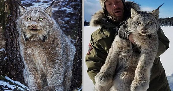 Meet The Big-Pawed Canadian Lynx – One Of The Rarest Felines in The World (Video & Pics)