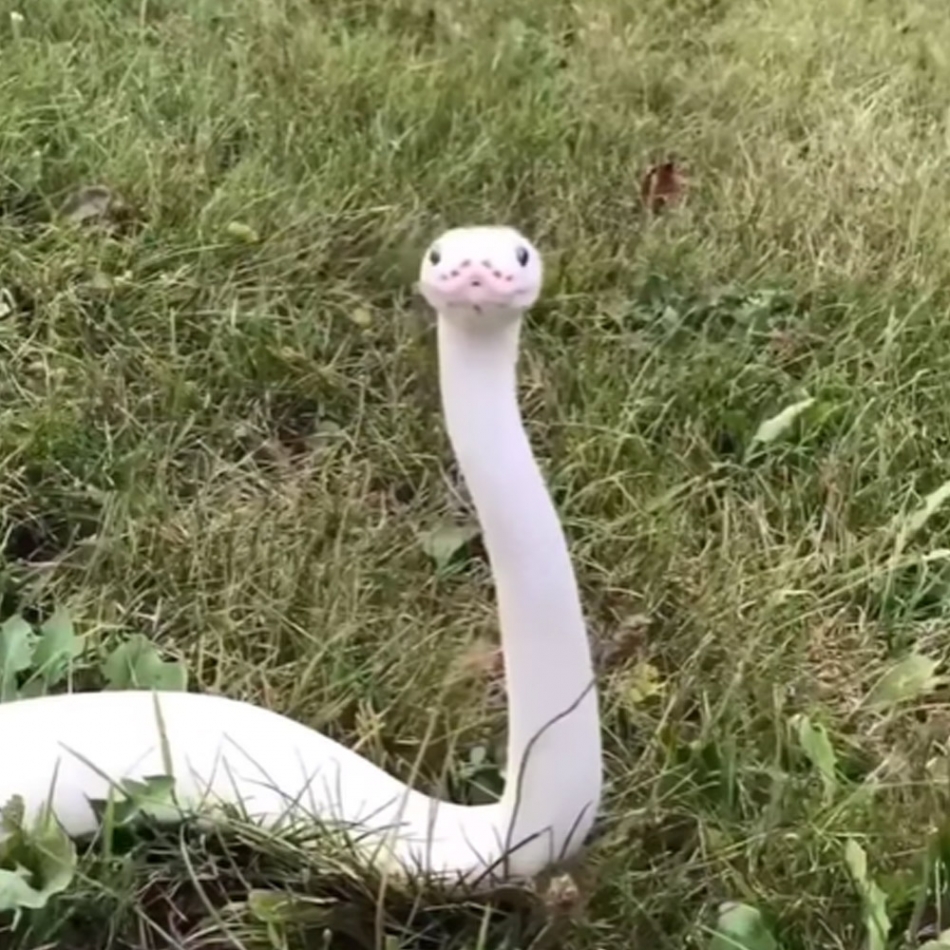 A Gorgeous White Snake Was Spotted In A Grassy Field, And Netizens Have Fallen In Love With It