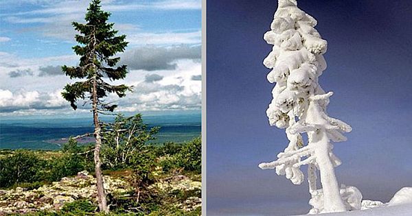 9,500-Year-Old Tree Found In Sweden Is The World's Oldest Tree