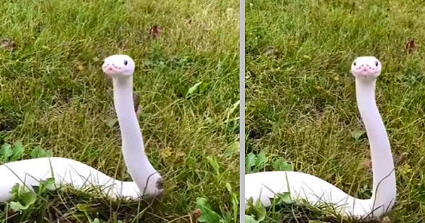 A Gorgeous White Snake Was Spotted In A Grassy Field, And Netizens Have Fallen In Love With It