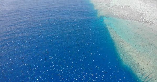 Tens Of Thousands Of Migrating Turtles Captured by Breathtaking Drone Footage (Pics & Video)