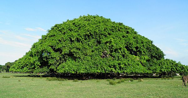 Colombia's Largest Tree Is So Big in Diameter, It Has Grown Pillars to Support Its Branches