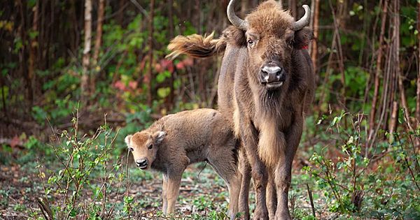 First UK Wild Bison Calf in Millennia Is Born, Surprising Rangers (Pics & Video)