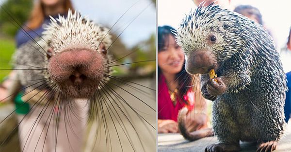 Meet Nigel The 'Coendou' – The Cutest Animal You've Never Seen (Pics & Video)