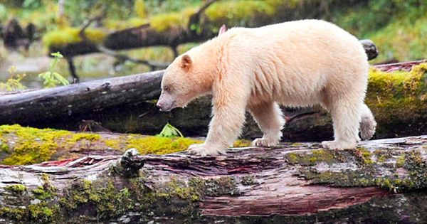 Photographer Captures A Rare Glimpse Of Elusive 'Spirit' Black Bear