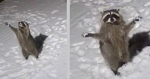 Security Camera Catches Cute Raccoon's Sweet Reaction To Seeing Falling Snow