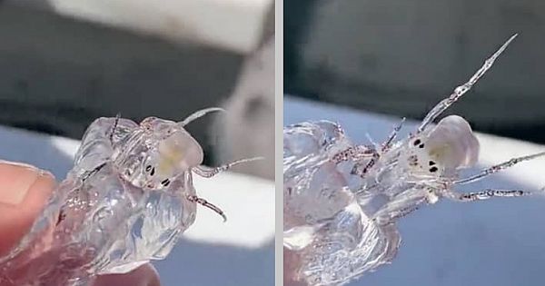 Transparent 'Alien-Like' Creature Found By Fishermen (Pics & Video)