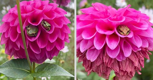 Woman Discovers That Her "Dahlia" Flowers Have Become A Hotel For Frogs