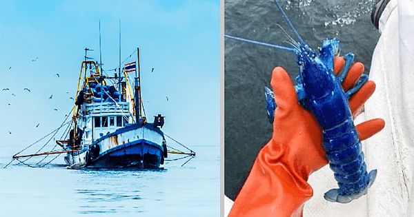 Man Catches 'One in Two Million' Blue Lobster, And Throws It Back Into The Water