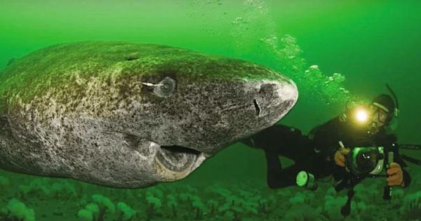 Scientists Discover 512-Year-Old Shark, Which Would Be The Oldest Living Vertebrate On The Planet (Pics & Video)