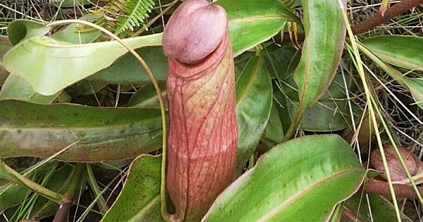 This Phallic-Looking Object Is Indeed A Real Plant Growing In the Philippines And Cambodia (Pics & Video)