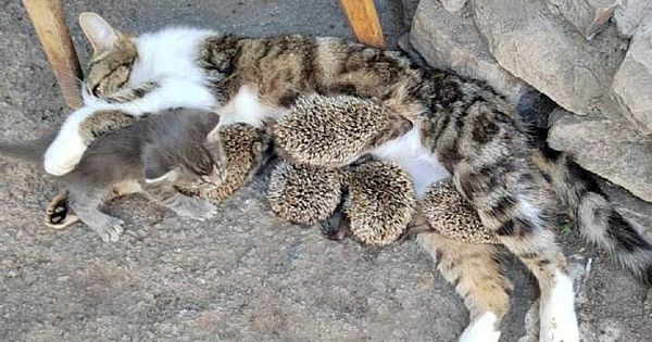Cat Adopts Five Baby Hedgehogs After Their Mother Is Killed by Hay Mower (Video)