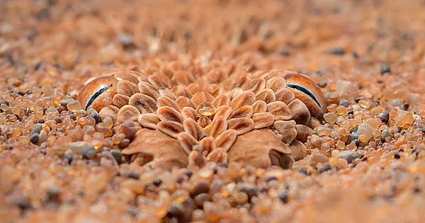 Photographer Captures Amazing Shot Of Snake Hidden In The Sand