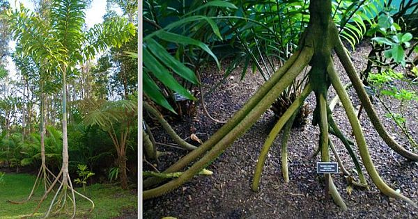 The Walking Trees of Ecuador: They Reportedly Move Up to 20 Meters Per Year (Video & Video)