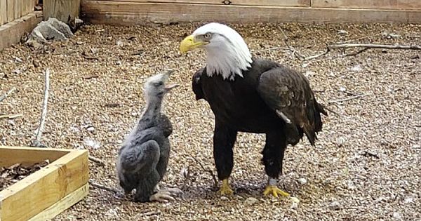 A Male Bald Eagle That Was Trying To Hatch A Rock Has Been Given A Chick To Raise (Pics & Video)