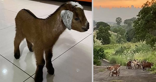 Lost Baby Goat Is Overjoyed To Be Reunited With His Family, Melts The Internet's Heart (Pics & Video)