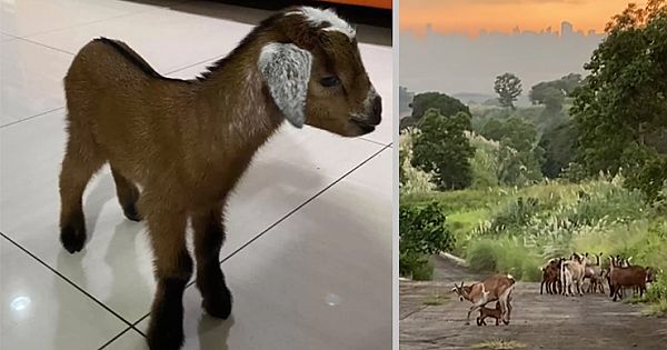 Lost Baby Goat Is Overjoyed To Be Reunited With His Family, Melts The Internet's Heart (Pics & Video)