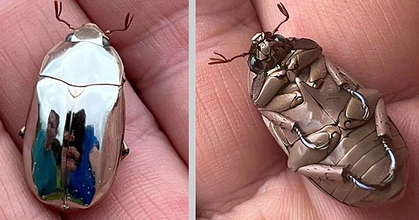 Man Finds An Incredible Beetle Who's Almost Too Stunning To Be Real (Pics & Video)