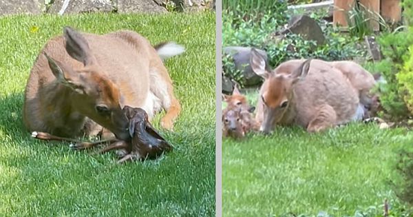 Man Witnesses A Miracle As 1 Deer Walks Into His Yard — And 4 Walk Out (Pics & Video)