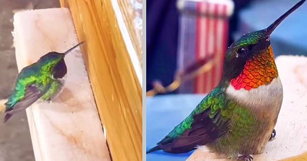 Palm-sized Hummingbird Flies To Woman In Her Studio Asking For Help