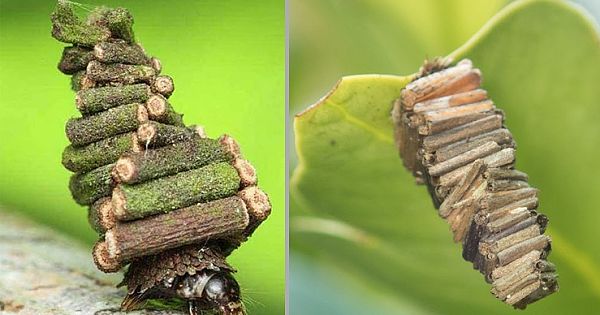 Bagworm Moths Build Tiny Portable Houses For Themselves That Are Almost Impenetrable (Pics & Video)