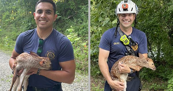 Firefighters Rescue Drowning Baby Deer From Lake (Pics & Video)