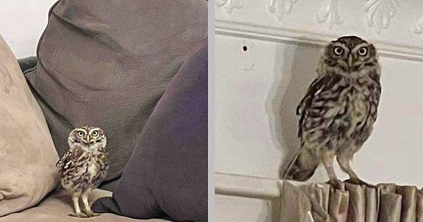 Guy Suddenly Starts Getting Nightly Visits From A Curious Little Owl