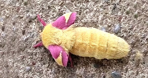 Man Finds Unusual Creature In His Garden — Then Sees It Transform Into Something Beautiful. What On Earth Is This?