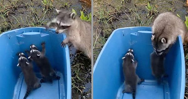 Mother Raccoon Hears Her Babies Are Crying And Rushes To Save Them (Pics & Video)