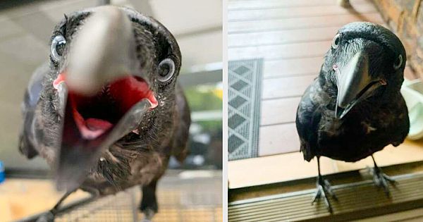 Rescued Baby Raven Can't Wait To Wake His Mom Up Every Morning