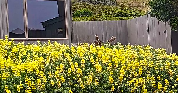 Woman Spots Some Very Unusual Flowers Growing In Garden