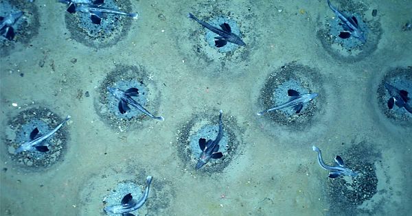 World's Largest Fish Nesting Ground With 60 Million Nests Discovered Under Antarctic Ice (Pics & Video)