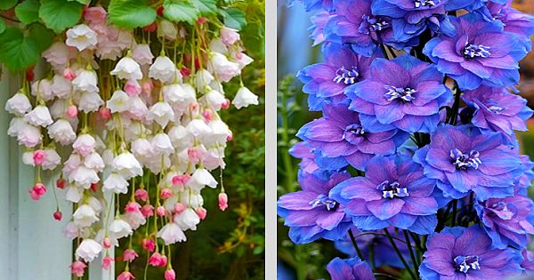 22 Most Beautiful Flowers In The World